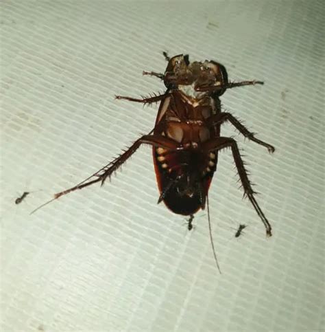 Why Do Cockroaches Keep Showing Up In My Home Pestwhisperer Com