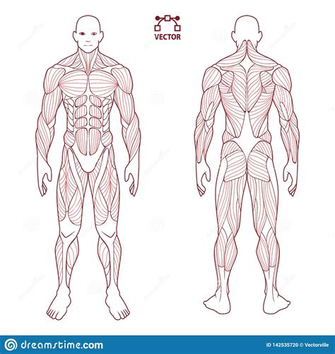 Muscles allow a person to move. Raps About Human A And P Muscle - Sorek Rap Usn S Stream / Human muscle system, the muscles of ...