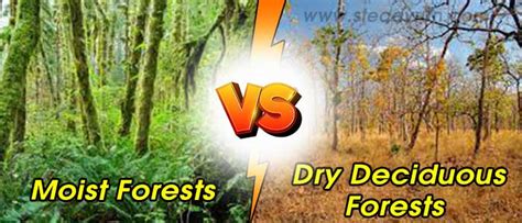 Difference Between Moist And Dry Deciduous Forests Differences