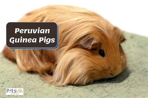 Peruvian Guinea Pig Facts Behavior And More With Pictures