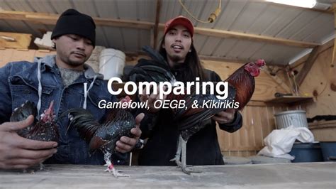 Comparing Cocks Lol Chickens Welcome To Big P Game Camp Youtube