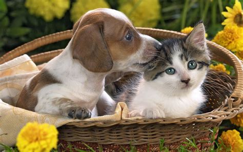 Feel free to send us your own wallpaper and we will consider adding it to appropriate category. Puppy and kitten Desktop wallpapers 1440x900