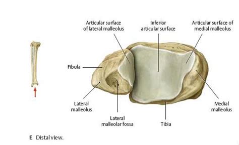 Tibial Plafond Fractures Trauma Orthobullets
