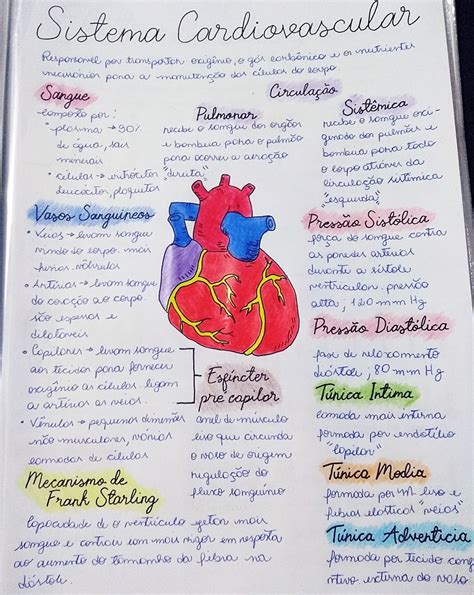 Mapa Mental Sobre Sistema Cardiovascular Study Maps