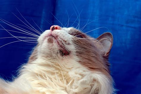 Yes Cats Can Get Acne On Their Chins · Falls Village Vet Hospital