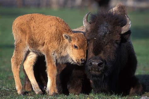 Bison And Its Calf Yellowstone Np Animal Hugs Animals Wild Bison