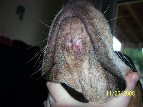 Canine dermatitis ---- We had a cat with exactly the same ...