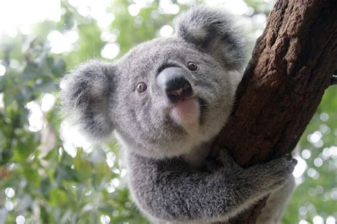 Lone Pine Koala Sanctuary Local Attractions Whats On In Brisbane