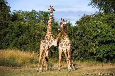 What Makes The Thornicroft Giraffe Unique And To Which Part Of Africa