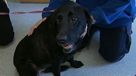 One Of Last Surviving 911 Rescue Dogs Gets New Chance At Life With