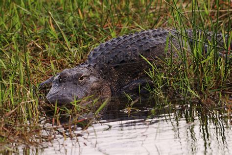 American Alligator Alligator Mississippiensis Everglades National