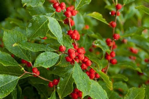 Ilex Verticillata Wildfire Winterberry In 2021 Planting Shrubs