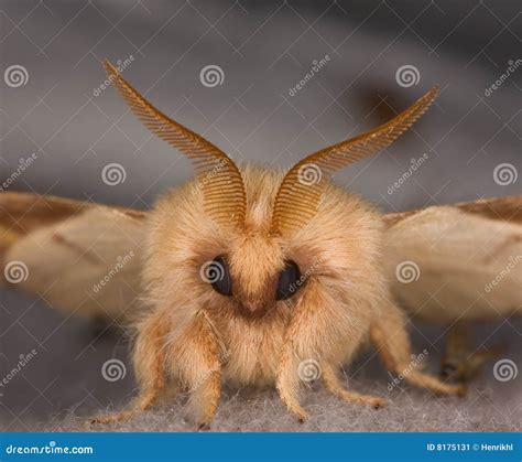 Closeup Of The Face Of A Moth Stock Image Image 8175131