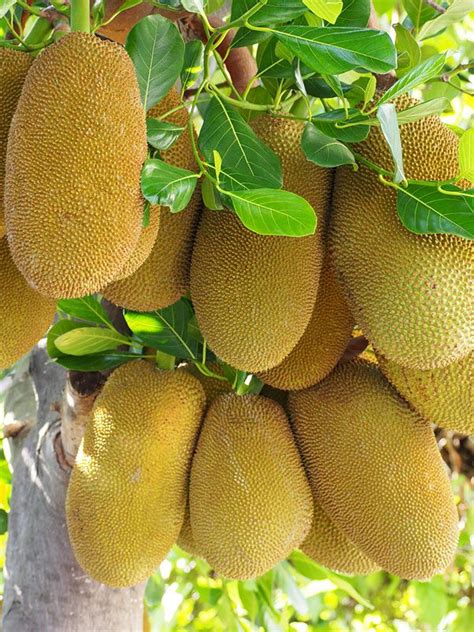 Tips For Picking Jackfruit Learn How To Harvest Jackfruit Trees Artofit
