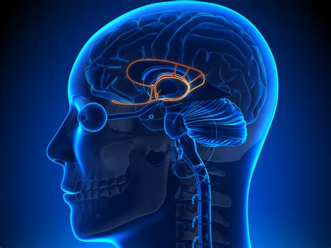 The Emotional Brain The Amygdala And Processing Early Wounds