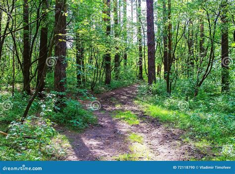 Footpath In A Summer Sunny Forest Beautiful Landscape Stock Photo