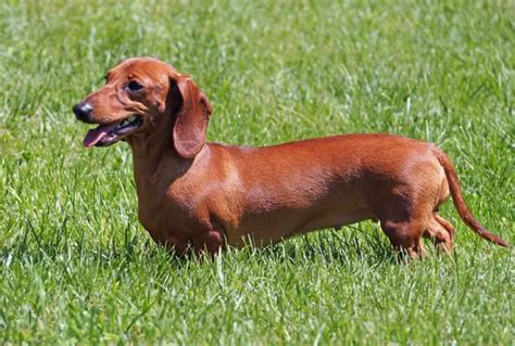 Dachshund Dog Stock Photo By ©capturelight 24743223