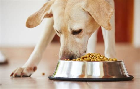If you desire to get the best and healthy pet food for your furry buddy, you probably will go to any local pet store near you. Wellness Dog Food Reviews, Coupons and Recalls 2016