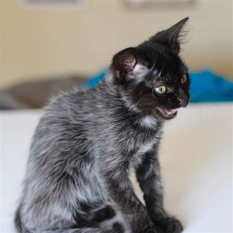Give your cat a good brushing weekly to lessen the risk of hairballs. Wrenn Rescues Foster Kittens - Adopt dont shop! Black ...