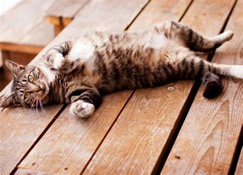 Cat Abdominal Pain How To Take Care Of Your Cat 2020