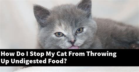 How Do I Stop My Cat From Throwing Up Undigested Food Explained