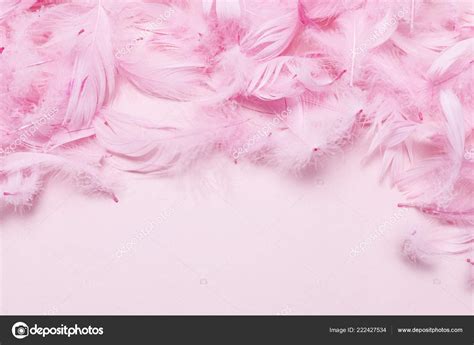 Pink Feathers Paper Background Copy Space Stock Photo By ©agneskantaruk