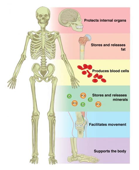 61 The Functions Of The Skeletal System Anatomy And Physiology