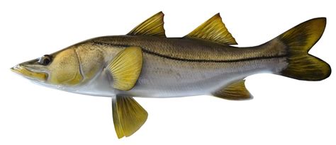 Snook Common Fish Mounts Official Site