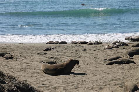 Some people living in the area reported hearing several explosions. Pismo Beach // Hearst Castle & Elephant Seals (Part 2) | Aileen Barker