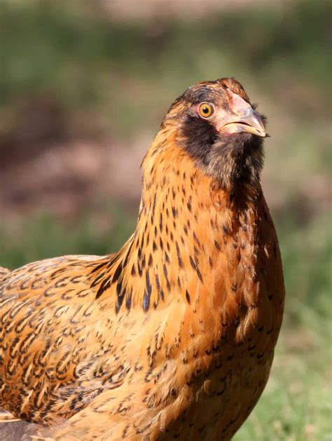 Easter Egger Chickens Breeds And Facts About Colored Egg Layers