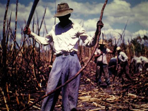 Puerto Rico S Sugar Cane History Haerr Trippin