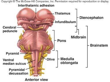 Posterior View Of The Midbrain Pons And Medulla Includes The Interthalamic Adhesion And The