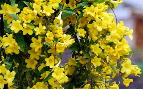 Yellow Carolina Jasmine