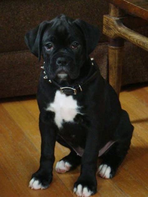 Find your new family member today, and discover the puppyspot difference. Boxer Dog Info, Temperament, Puppies, Pictures