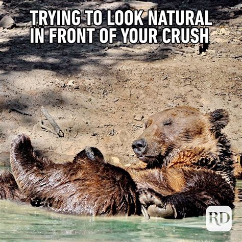 Bears Memes 2020 40 Funny Animal Memes Reader S Digest These Memes