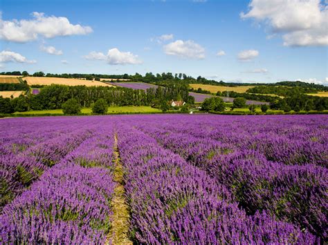 6 Of The Loveliest Places To See Lavender In London London Lavender