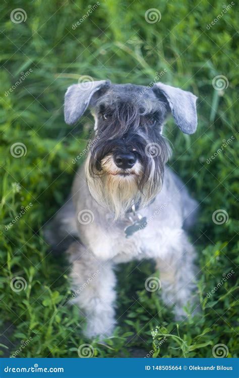 A Funny Portrait Of A Miniature Schnauzer Stock Photo Image Of Looking Funny