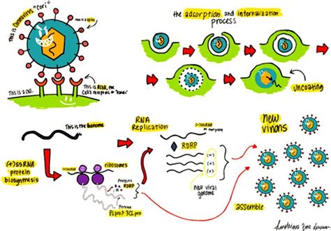 Ciclo De Vida De Un Coronavirus Que Ingresa A Una Célula Huésped Y Se