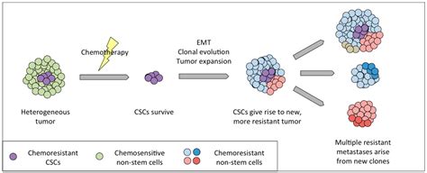 Cancers Free Full Text The Role Of Intra Tumoral Heterogeneity And