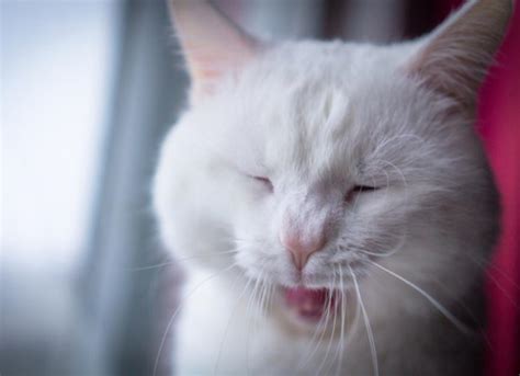 Bad Breath In Cats How To Prevent And Treat It Petmd