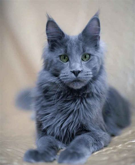 The Smoke Maine Coon Maine Coon Expert