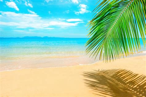 Beautiful Sunny Beach View Of Nice Tropical Beach With Palms Ar Stock