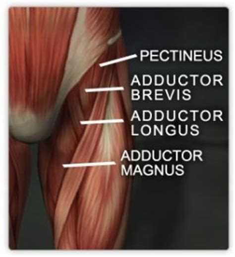 Groin muscles diagram anatomy of groin area photos muscles. Muscles - lower body - Real Bodywork