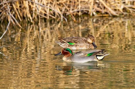 Teal Duck Marsh Bird Italy Europe Stock Photo Image Of Fresh Flight