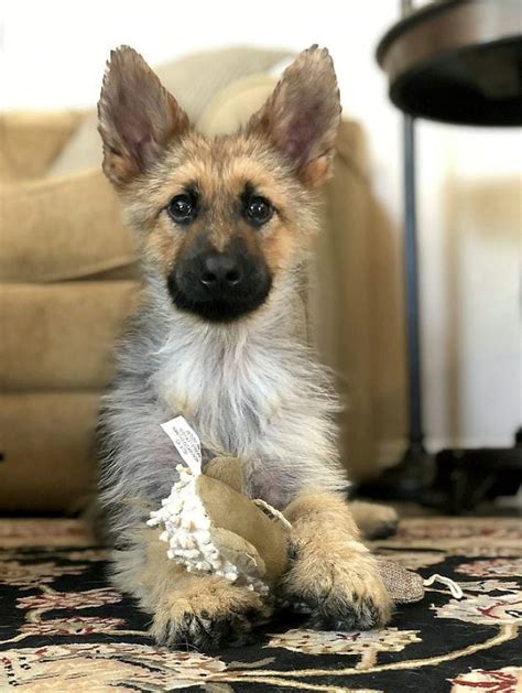 This Tiny Dwarf German Shepherd Will Always Be A Puppy