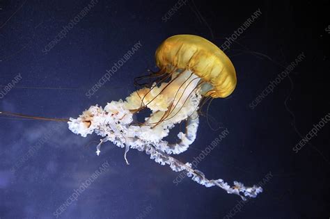 Pacific Sea Nettle Jellyfish Stock Image C0182550 Science Photo