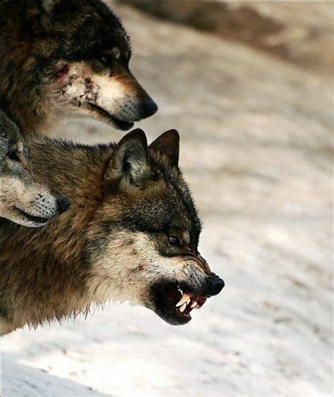 Three Wolfs Standing In The Snow With Their Mouths Open