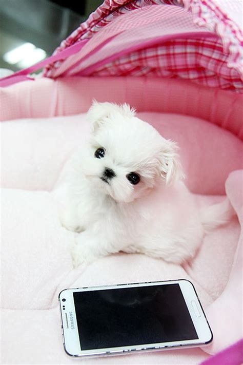 Adorable Teacup Maltese Puppy This Tiny Teacup Maltese Pup Flickr