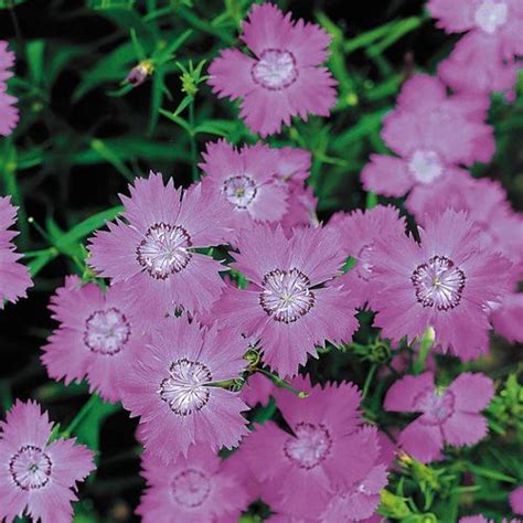 Siberian Blues Dianthus Seeds Park Seed