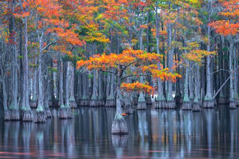 Fall Streaks Cypress Swamp Ga Joseph C Filer Fine Art Photography
